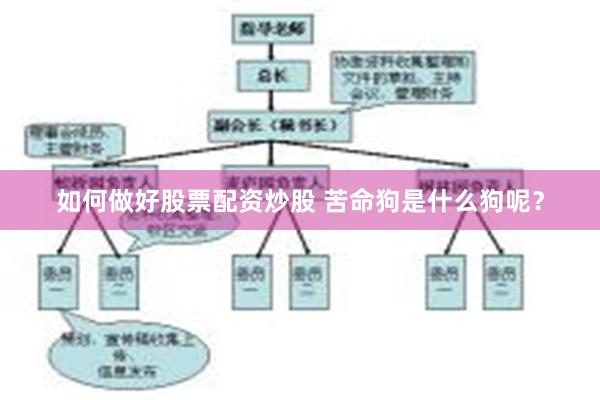 如何做好股票配资炒股 苦命狗是什么狗呢？